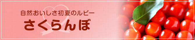 自然のおいしさ初夏のルビー上村果樹園のさくらんぼ