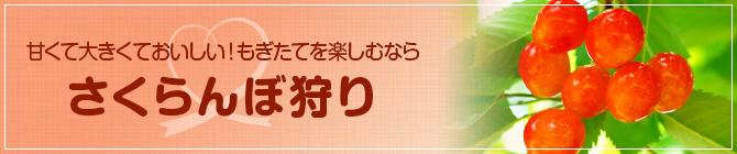 甘くて大きくておいしいもぎたてを楽しむなら上村果樹園のさくらんぼ狩り